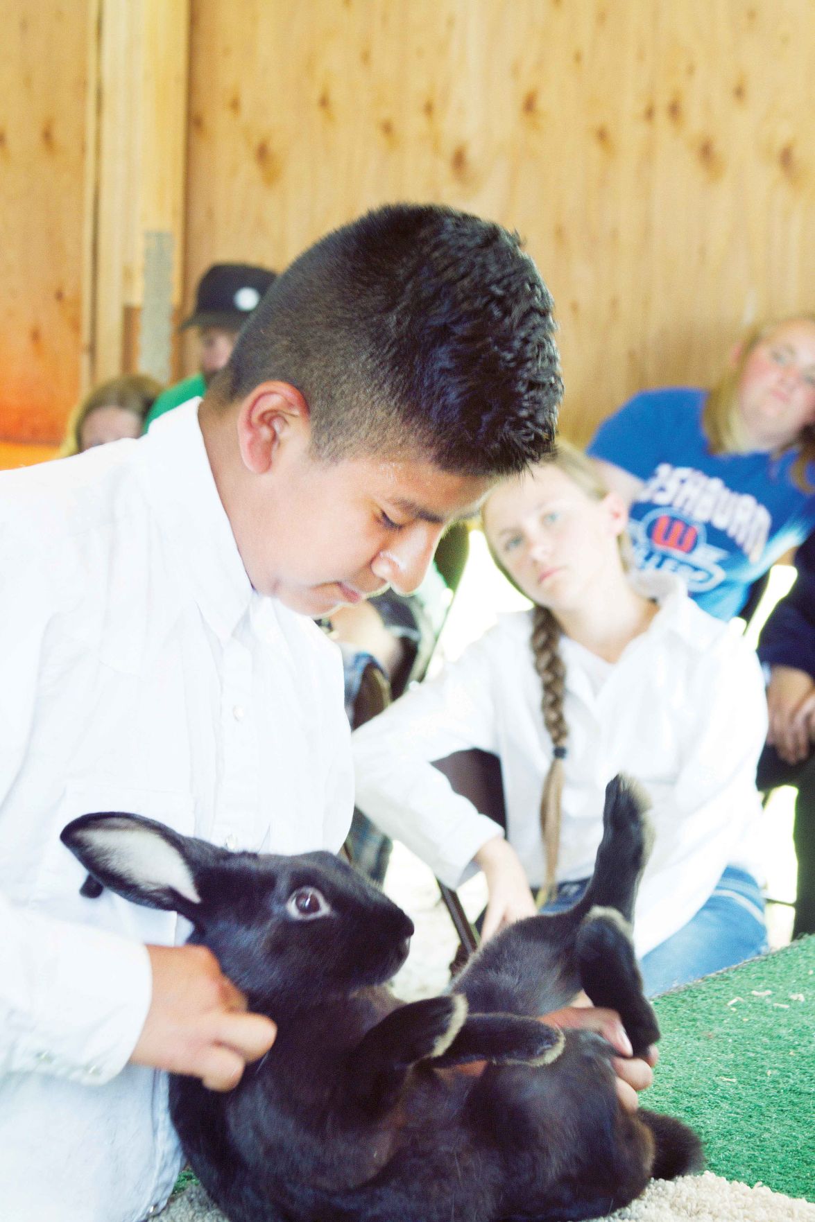 Hot competition in the rabbit barn 3